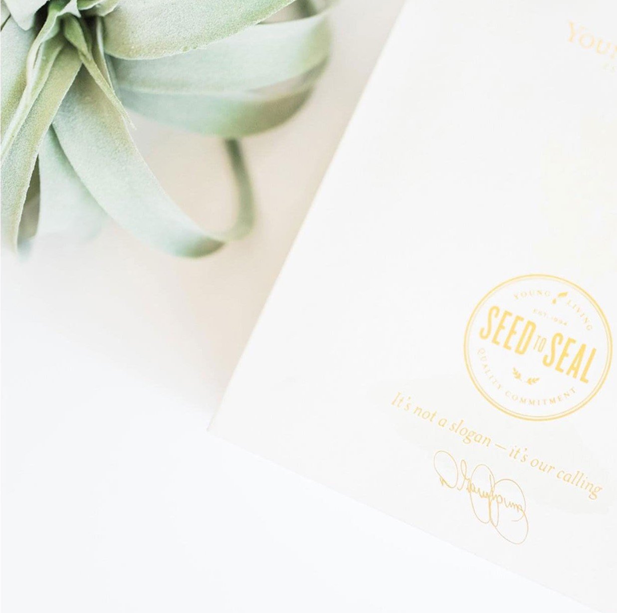 Young Living aceites esenciales